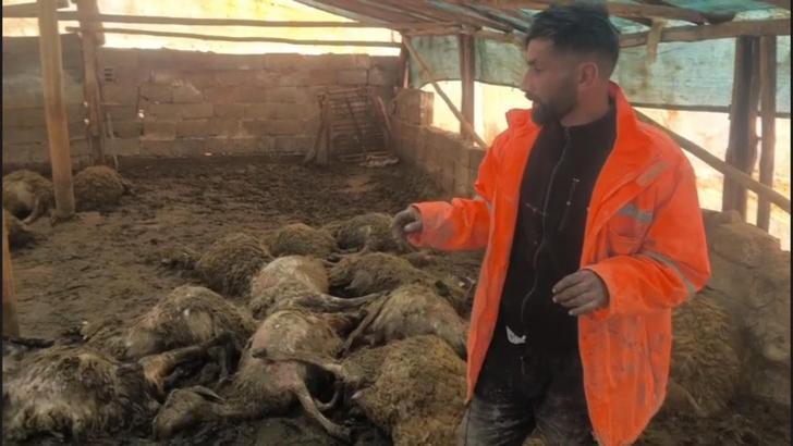 Ağıla giren kurt, 40 koyunu öldürdü