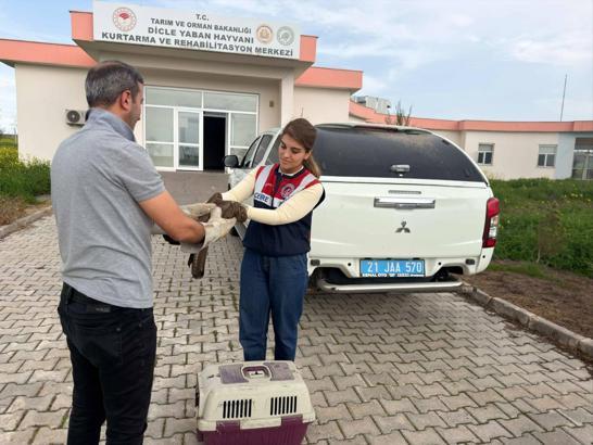 Diyarbakır’da yaralı şahin tedaviye alındı