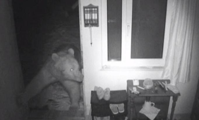 Yayla evlerine girip, mahallelerde dolaşan ayılar kamerada