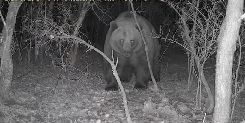 Tarlasına kurduğu fotokapanla ayı görüntüledi