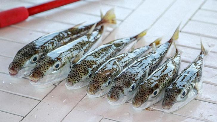 6 yılda 665 bin balon balığı yakalandı, 50 milyon bireyin sisteme girişi önlendi