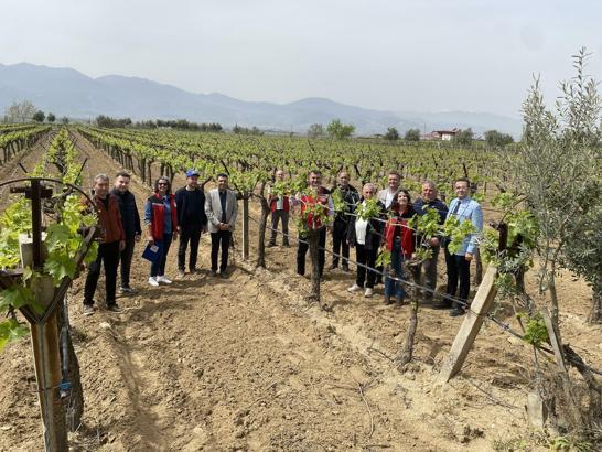 Alaşehir'de sofralık Sultaniye üzümde 'Birlikte 3K Bağcılık' projesi