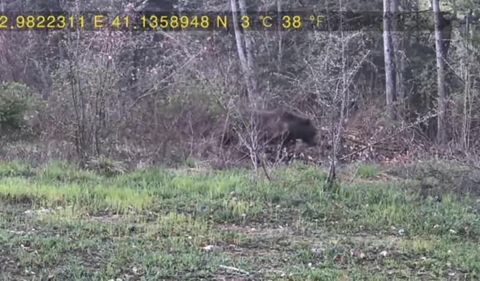 Evinin yakınındaki ormana fotokapan kurup, yaban hayatı görüntüledi