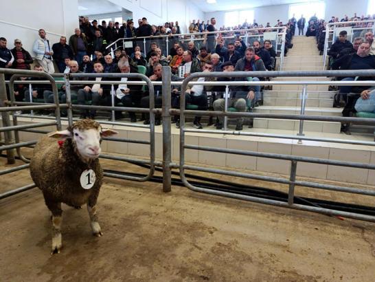 Edirne'den  damızlık koç ve teke mezatı yapıldı