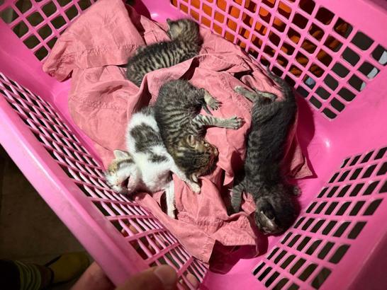 Hatay’da havalandırma ve baca boşluklarına düşen 5 yavru kedi kurtarıldı