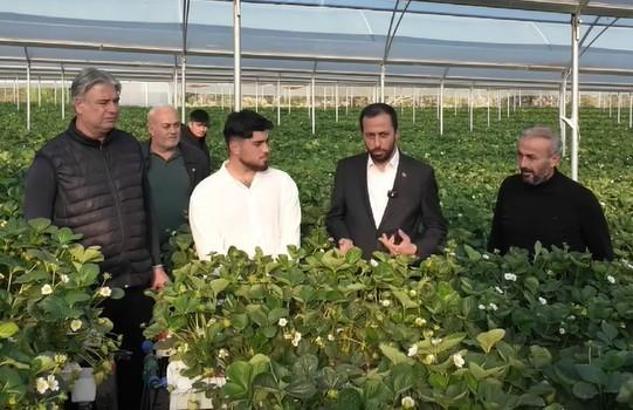 Yayladağı çileği serada 12 ay boyunca üretilebilecek