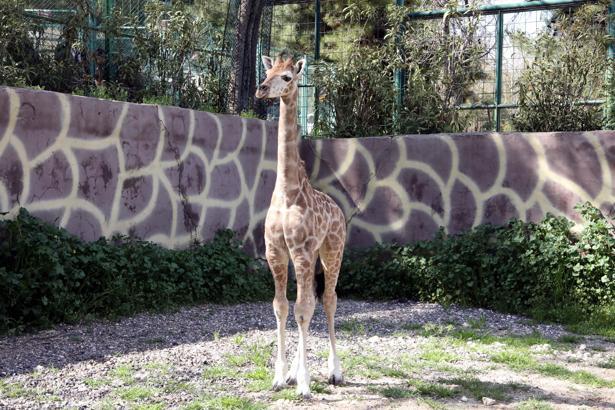 Türkiye’de doğan ilk zürafanın ismi anketle belli olacak