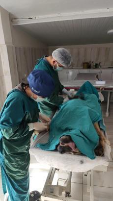 Köpeğin karın bölgesinden 1 kilogram tümör çıktı