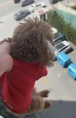 Başakşehir'de penceren sarkıttığı köpeği cama vurup kaydetti; alkollüydüm diyip özür diledi