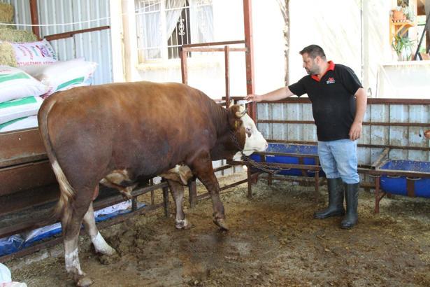 1 ton 130 kiloluk kurbanlık dana, 450 bin liraya satışa çıkartıldı
