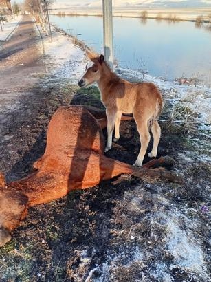 Tay, ölen annesinin başından ayrılmadı