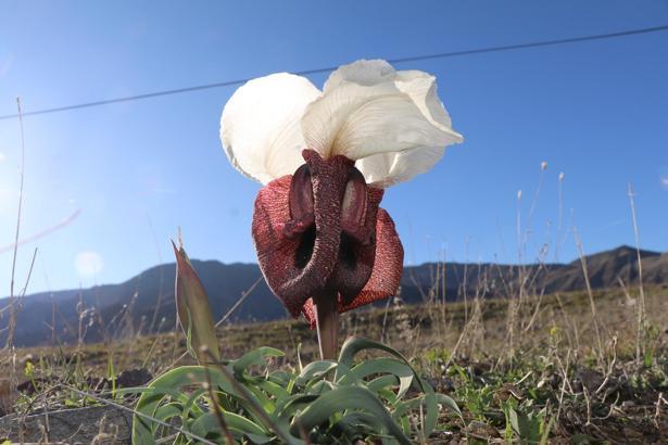 Kurt kulağı çiçekleri meraları süslüyor