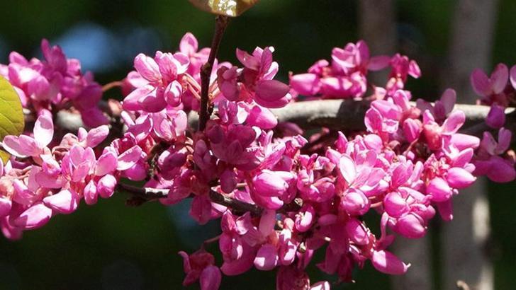Baharın habercisi erguvanlar İstanbul'da görsel şölen oluşturdu