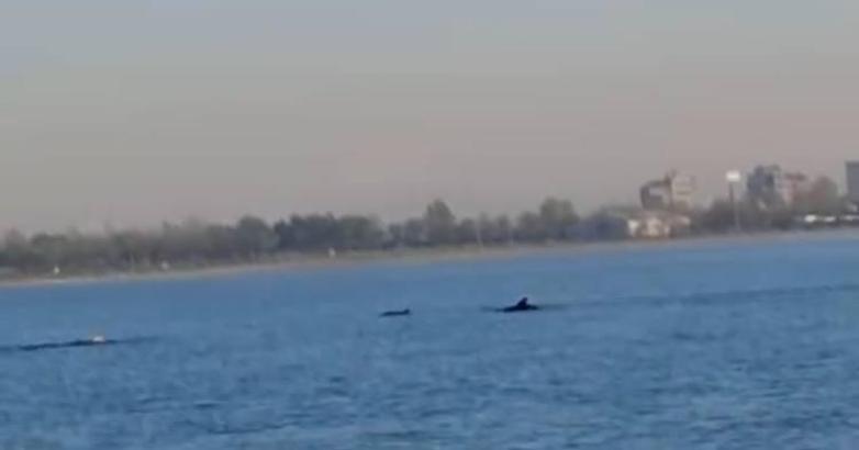 Küçükçekmece Sahili'nde yunuslar görüntülendi