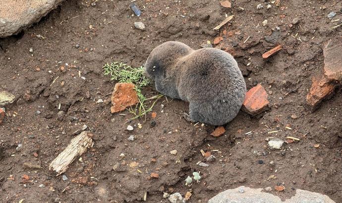 Sağanaklar sırasında yuvalarını su basan kör fareler yüzeye çıktı