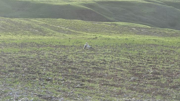 Adıyaman’da koruma altında olan akbabalar görüntülendi