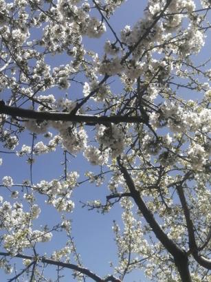 Tarım arazilerinde don olayına rastlanmadı