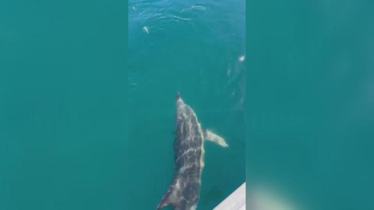 Balıkçılar oltadaki balık ile yunusu etraflarında yüzdürdü; o anlar kamerada