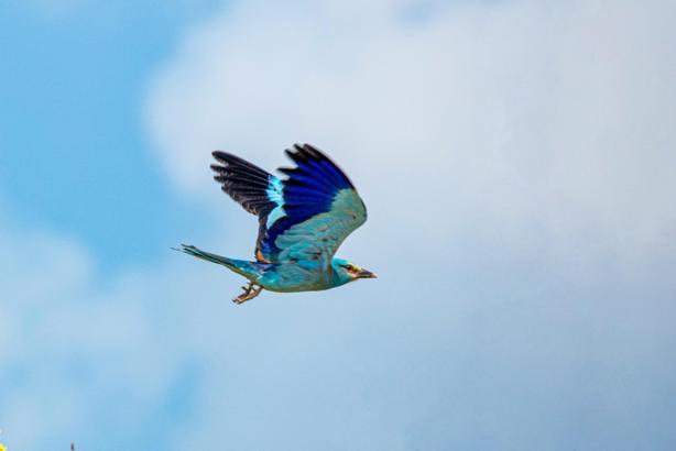 Adıyaman'da gökkuzgun görüntülendi