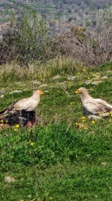 Bolu’da nesli tehlikedeki Mısır akbabaları görüntülendi