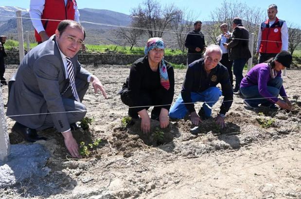 Üreticilere böğürtlen fidesi