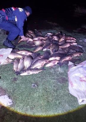 Kaçak avcıların attığı ağlara takılı balıklar göle bırakıldı