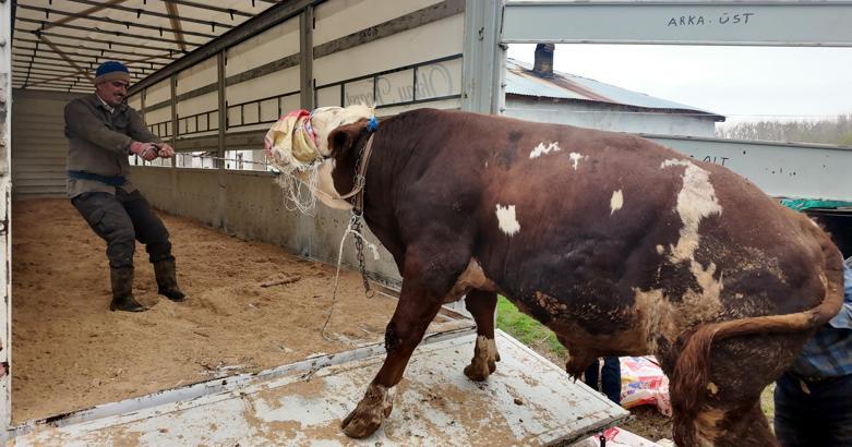 Erciş'te kurbanlık sevkiyatı batı illerine başladı