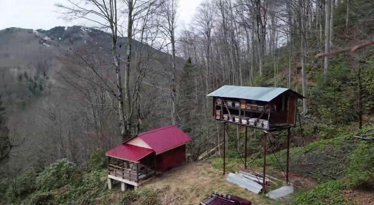 Ayının, demir direğe tırmanıp kovanlara ulaşmaya çalıştığı anlar kamerada