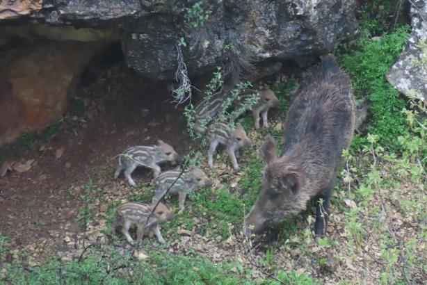 Siirt’te yaban domuzu ve yavruları görüntülendi