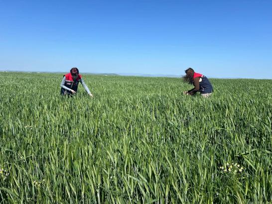 İpsala’da süne mücadelesi için çalışma yürütülüyor