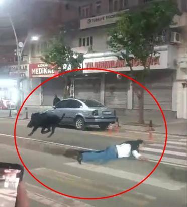 3 kişiyi yaralayan yaban domuzu sürücüler kornaya basınca daha çok saldırganlaşmış