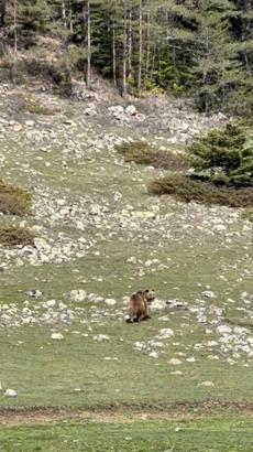 Ormanda gezen yaralı ayı görüntülendi