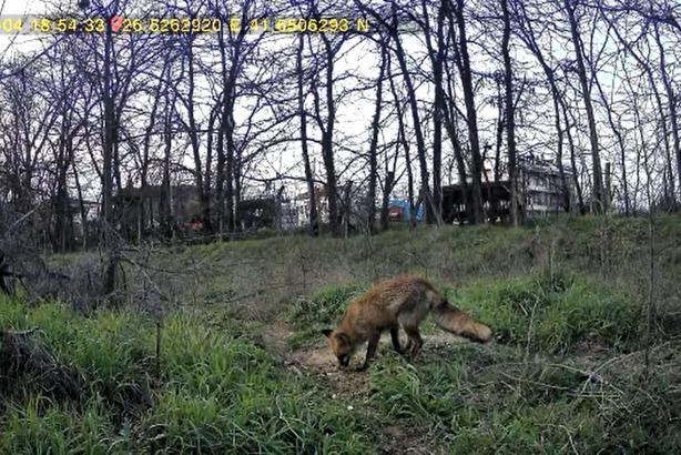Üniversite yerleşkesinde yaban hayatı foto kapanlarla görüntüleniyor
