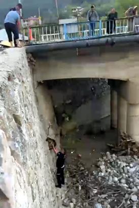 Feke’de ırmağa düşen köpek kurtarıldı