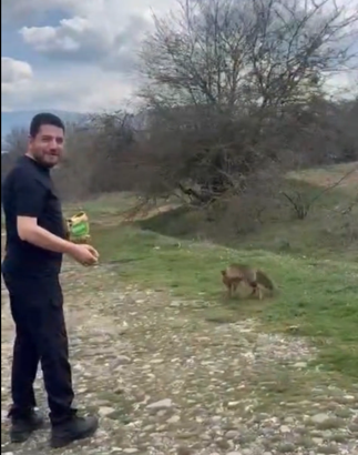 Tilkinin kek yediği anlar kamerada