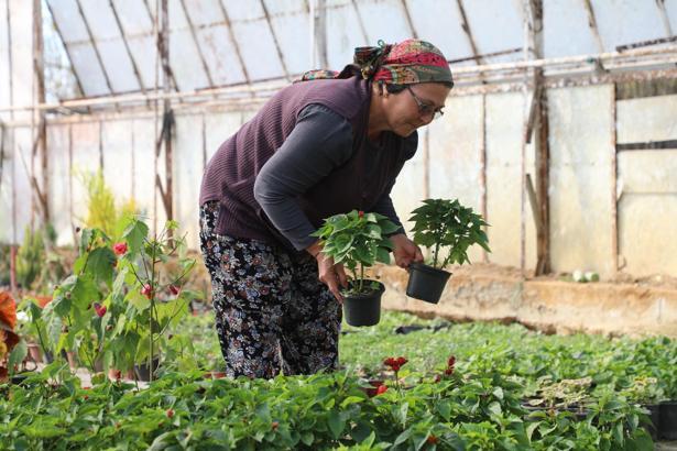 Muğla'da hem tarım hem de kadını destekleye projede 28 milyon çiçek üretildi