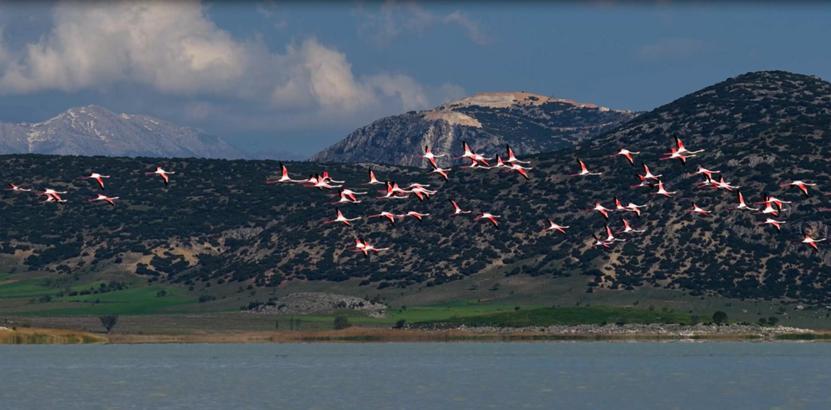 Yarışlı Gölü'ndeki flamingolar hayran bıraktı