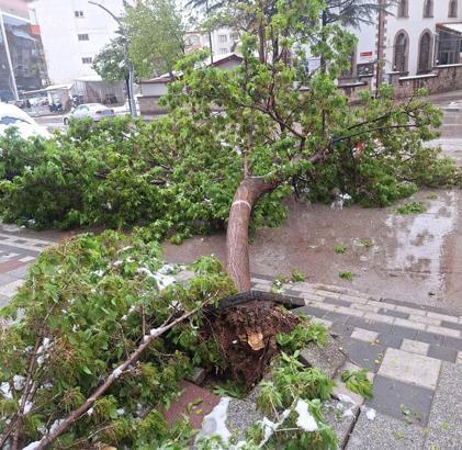 Karın ağırlığına dayanamayan ağaçlar devrildi