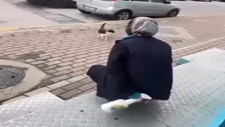 Kedinin yüzüne sprey sıkan market çalışanı gözaltına alındı