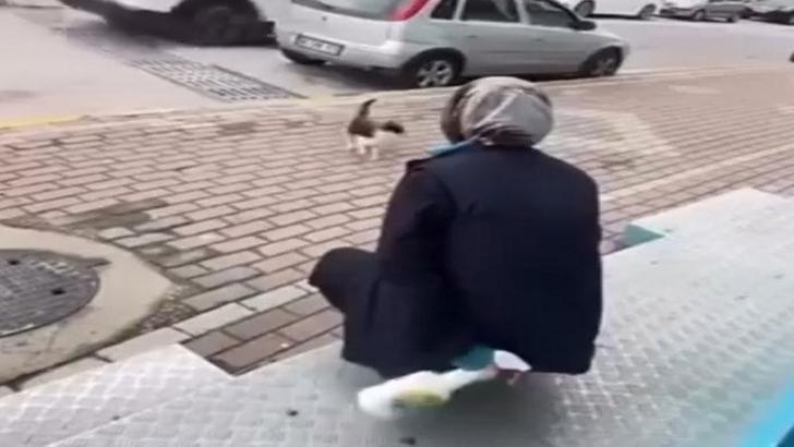 Kedinin yüzüne yağ çözücü sprey sıkan market çalışanı adli kontrol şartıyla serbest