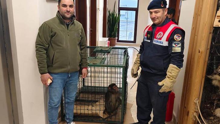 Köy yolunda bulunan 'Hint şebeği' cinsi maymun koruma altına alındı