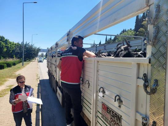 Hayvan nakil araçlarına sıkı denetim