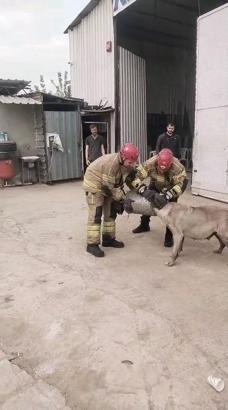 Bursa'de başı hava filtresine sıkışan köpek itfaiye tarafından kurtarıldı