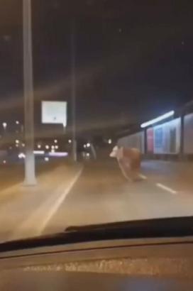 Avcılar'da kaçan kurbanlık boğa D-100 Karayolu'na çıktı