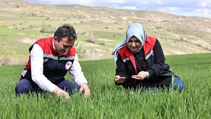 Yağışlar nedeniyle tarımda 'sarı pas' alarmı