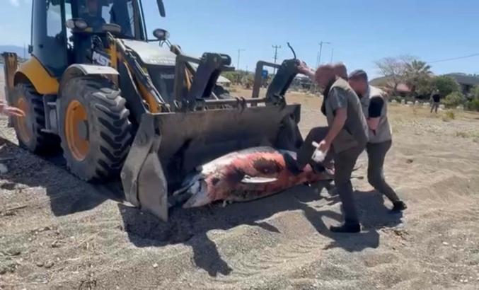 Çanakkale'de sahile ölü yunus vurdu