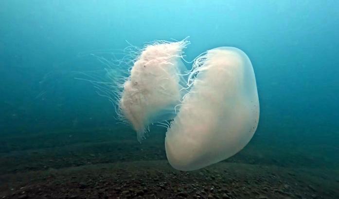 Poyraz nedeniyle Antalya Körfezi'ne giren denizanalarının geçişi tamamlandı
