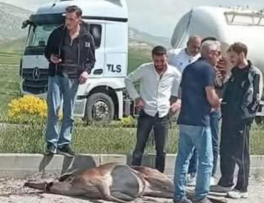 Ankara'da otomobilin çarptığı geyik öldü