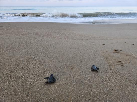 32 yıllık caretta mücadelesi; 1,5 milyon yavru denize ulaştı