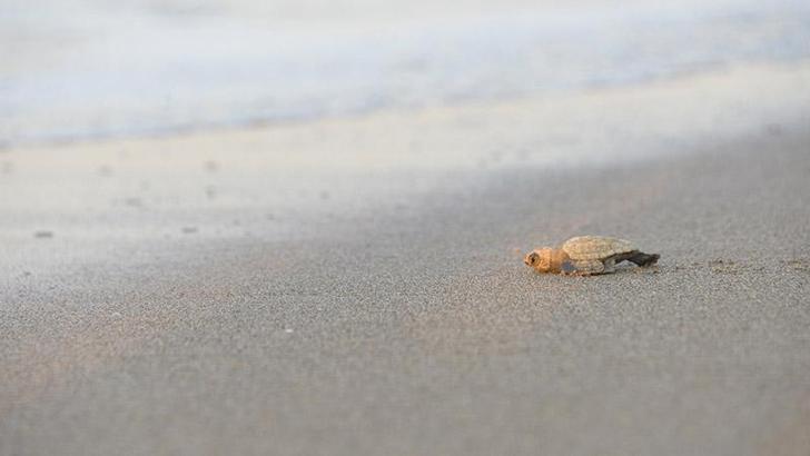 32 yıllık caretta mücadelesi; 1,5 milyon yavru denize ulaştı